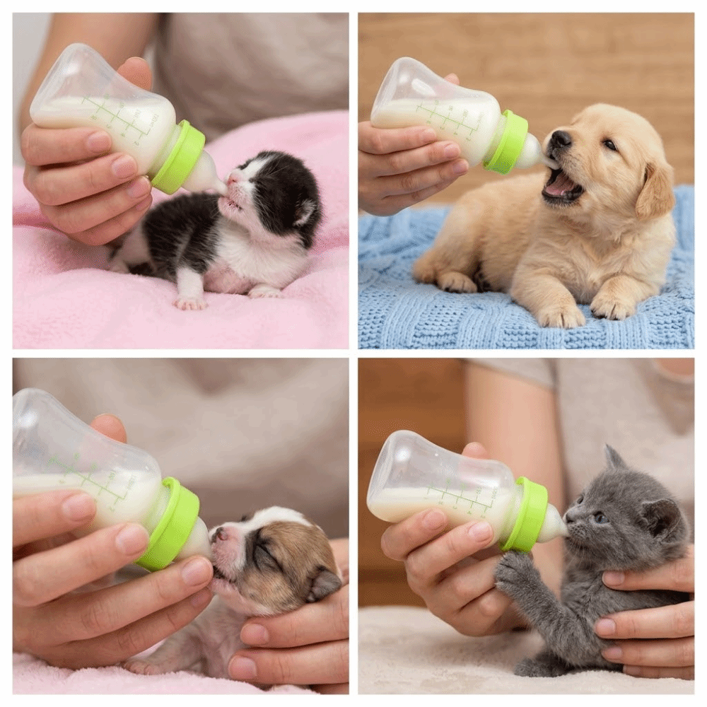 4pcs/ Set 150ml Capacity Pet F - огляд і ціна Storage Tips For Food